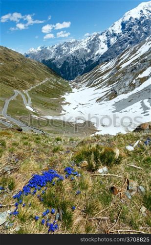 Blue flowers in front and summer Stelvio Pass with snow on mountainside and serpentine road (Italy)
