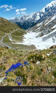 Blue flowers in front and summer Stelvio Pass with snow on mountainside and serpentine road (Italy)