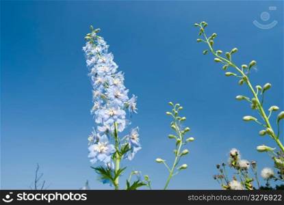 blue flowers in the field under blue sky, sunny day, Snapdragon