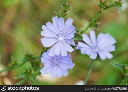 blue flowers of common chicory close up in summer