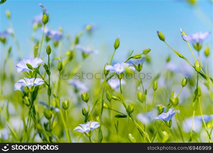 Blue flowers of flax in a field against the blue sky, in summer, close up, shallow depth of field