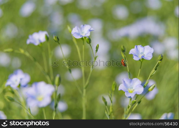 Blue flowers of flax in a field in summer, close up, shallow depth of field