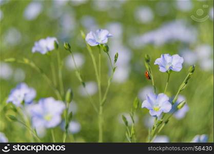 Blue flowers of flax in a field in summer, close up, shallow depth of field