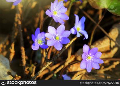 Blue flowers of Hepatica Nobilis also Common Hepatica, liverwort, kidneywort, pennywort, Anemone hepatica.