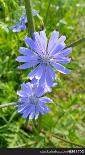 Blue flowers of natural chicory in the summer field
