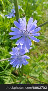 Blue flowers of natural chicory in the summer field
