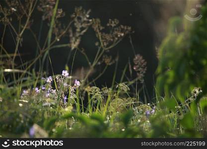 Blue flowers on field. Violet blooming flowers on a green grass. Meadow with rural flowers. Wild flowers. Nature flower.