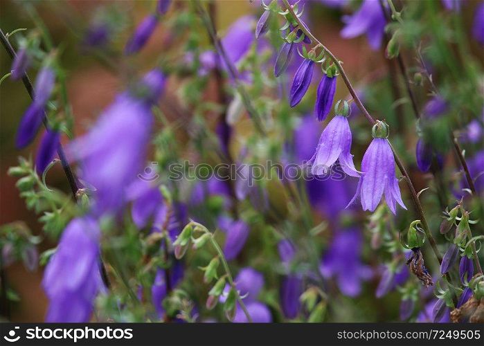 Blue flowers on field. Violet blooming flowers on a green grass. Meadow with rural flowers. Wild flowers. Nature flower. 