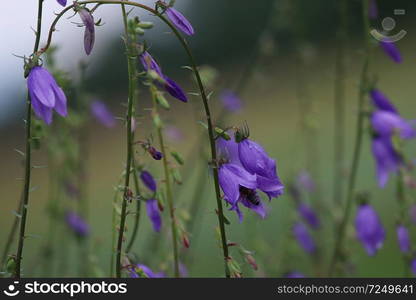 Blue flowers on field. Violet blooming flowers on a green grass. Meadow with rural flowers. Wild flowers. Nature flower.