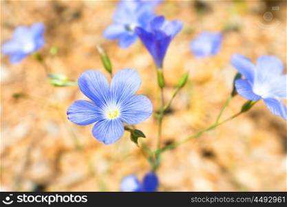 Blue flowers on the soft yellow sand background