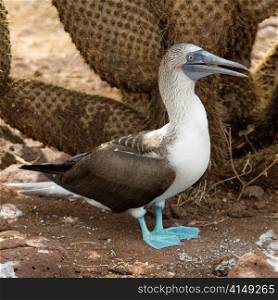 Blue-Footed booby (Sula nebouxii) calling, North Seymour Island, Galapagos Islands, Ecuador