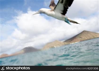 Blue-Footed booby (Sula nebouxii) flying over the Pacific Ocean, Bartolome Island, Galapagos Islands, Ecuador