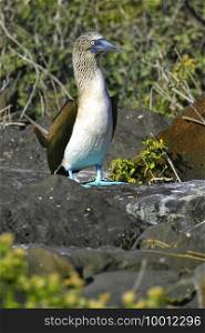 Blue-footed Booby, Sula nebouxii,  Galapagos National Park, Galapagos Islands, UNESCO World Heritage Site, Ecuador, America