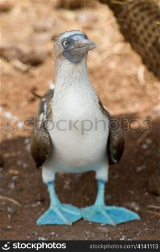 Blue-Footed booby (Sula nebouxii), North Seymour Island, Galapagos Islands, Ecuador