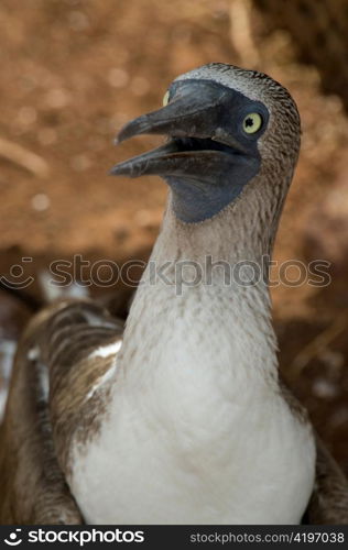 Blue-Footed booby (Sula nebouxii), North Seymour Island, Galapagos Islands, Ecuador