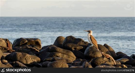 Blue-Footed booby (Sula nebouxii) on a rock at the coast, Punta Suarez, Espanola Island, Galapagos Islands, Ecuador