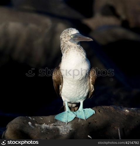 Blue-Footed booby (Sula nebouxii), Punta Suarez, Espanola Island, Galapagos Islands, Ecuador