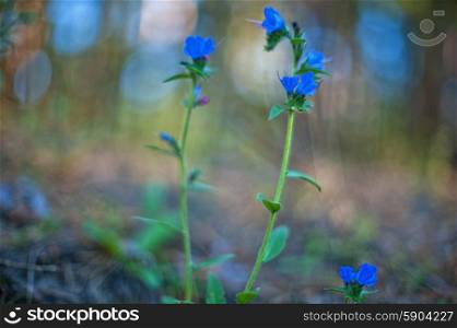 Blue forest flower, art photo with shallow depth of field and bokeh