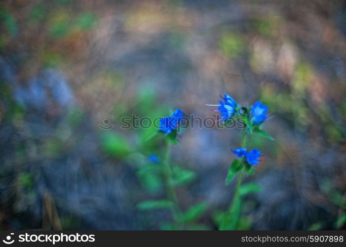 Blue forest flower, art photo with shallow depth of field and bokeh