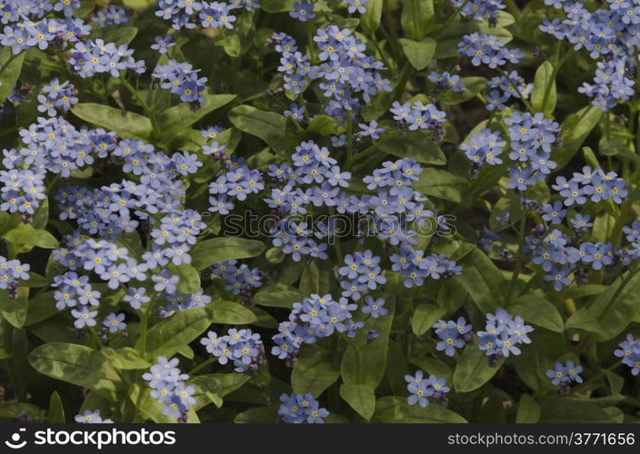 Blue forget me not (Alyosotis palustris) flower, the symbol of love