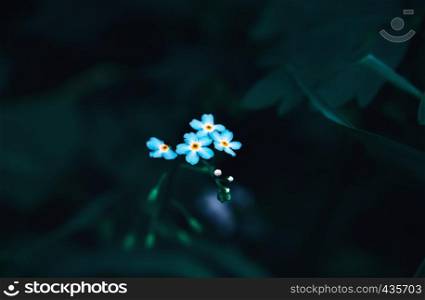 Blue forget-me-not flowers closeup - Myosotis sylvatica - against the blurred dark forest foliage at dusk. Cool floral background with space for copy and design. Selective focus, toned, blurred vignette.