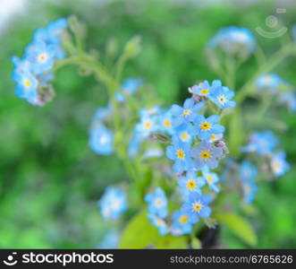 Blue forget-me-not on a green summer meadow