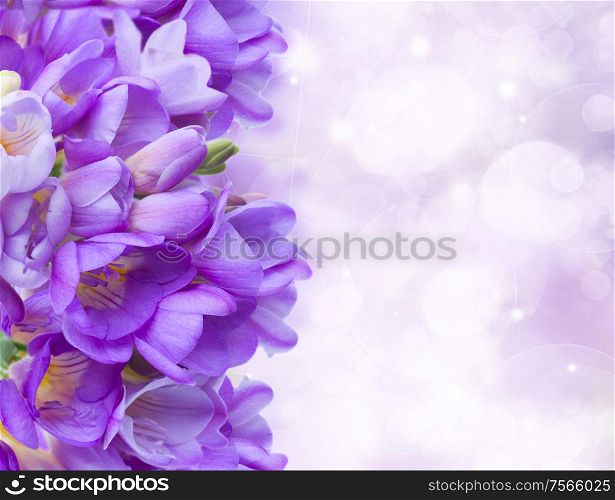 blue freesias flowers border i on bokeh background