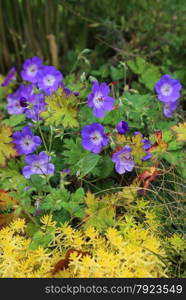 Blue Geranium with yellow plants nature background