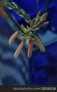 blue glass vase with orange aloe flowers