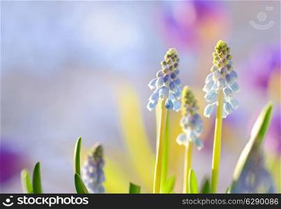 Blue Grape Hyacinth, Muscari armeniacum flowers