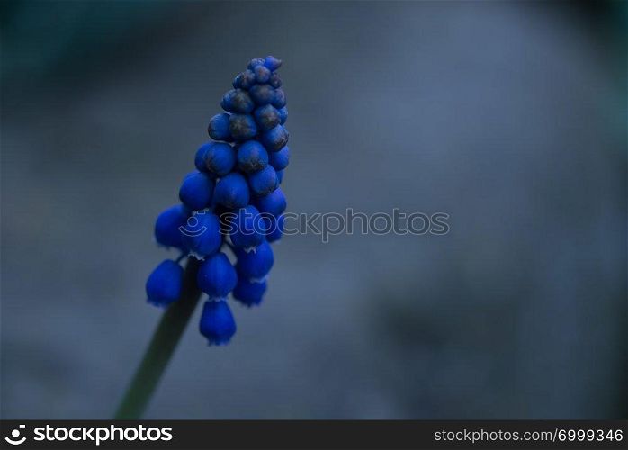 Blue Grape Hyacinth, Muscari armeniacum flowers.
