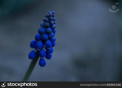 Blue Grape Hyacinth, Muscari armeniacum flowers.