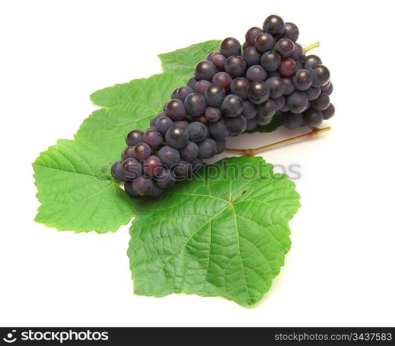 Blue grape with green leaf, isolated on white background