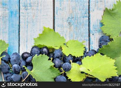 Blue grapes and green leaves on blue old boards. A bunch of grapes on a wooden table. Copy space. Blue grapes and green leaves on blue old boards. A bunch of grapes on a wooden table.