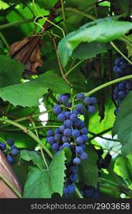 Blue grapes hanging on a vine in a vineyard