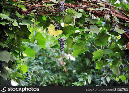 Blue grapes hanging on a vine in a vineyard