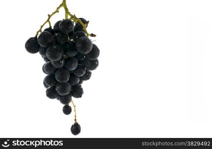 blue grapes healthy fruit isolated on white