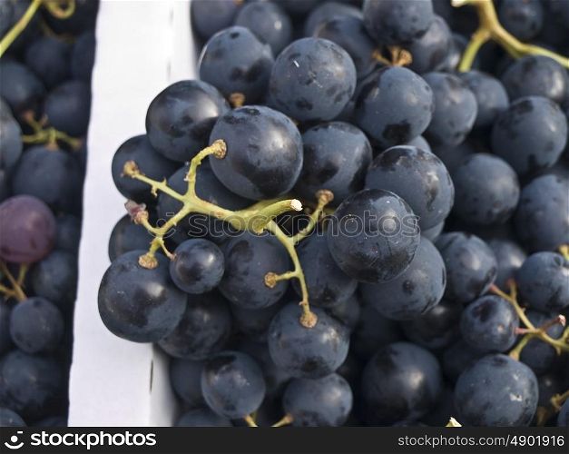blue grapevine