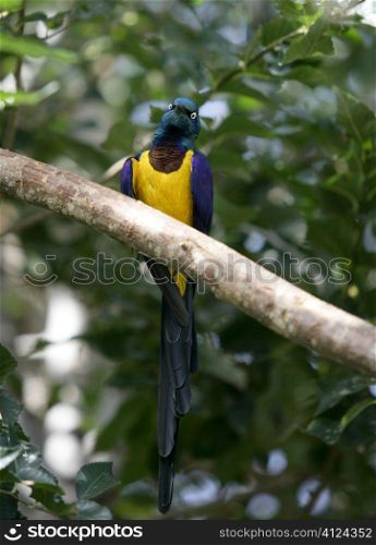 Blue, green and yellow bird from Africa. Tropical long tailed feather bird with metalic shines