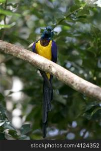 Blue, green and yellow bird from Africa. Tropical long tailed feather bird with metalic shines