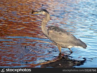 Blue heron fishing. Blue heron standing in the pond with a freshly caught fish.