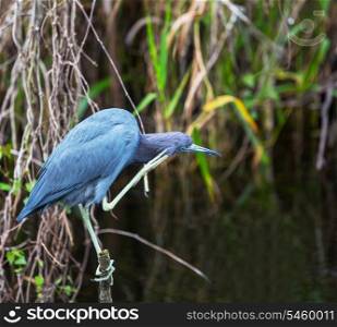 Blue Heron, Florida, USA