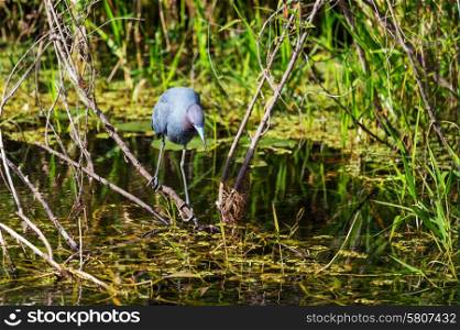 Blue heron in Everglades NP,Florida