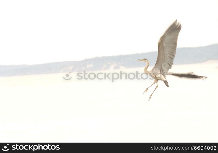 Blue Herone in Flight Over Lake