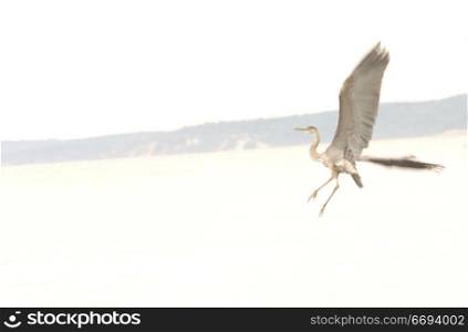Blue Herone in Flight Over Lake