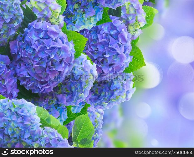 blue hortensia flowers ion blue bokeh garden background
