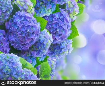 blue hortensia flowers ion blue bokeh garden background