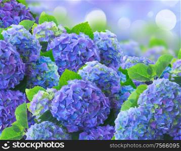 blue hortensia flowers ion blue bokeh garden background. blue hortensia flowers