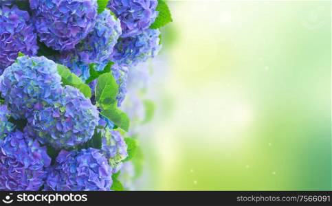 blue hortensia flowers on green bokeh garden background banner. blue hortensia flowers