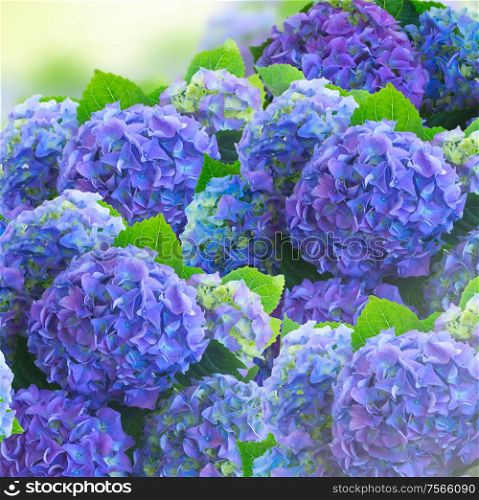 blue hortensia flowers with green leaves background. blue hortensia flowers